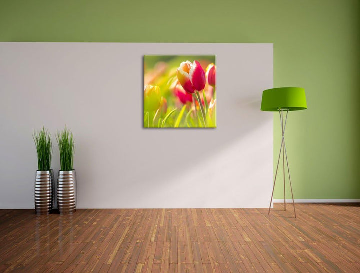 Blühende rote Tulpen, Format: 70x70 auf Leinwand, XXL riesige Bilder fertig gerahmt mit Keilrahmen,