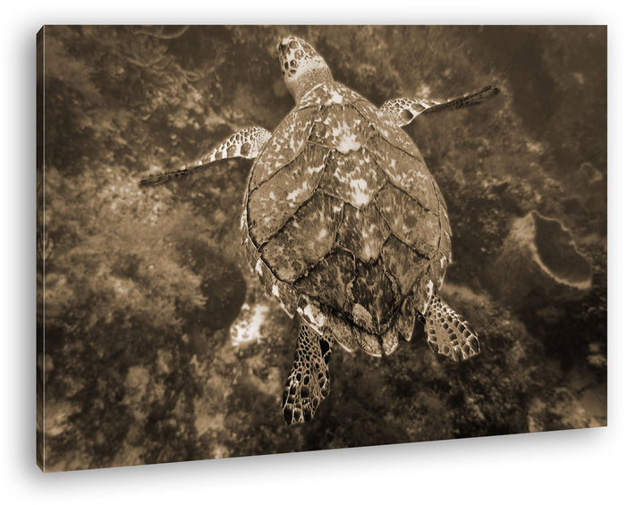 deyoli anmutige Schildkröte Format: 80x60 Effekt: Sepia als Leinwandbild, Motiv fertig gerahmt auf E