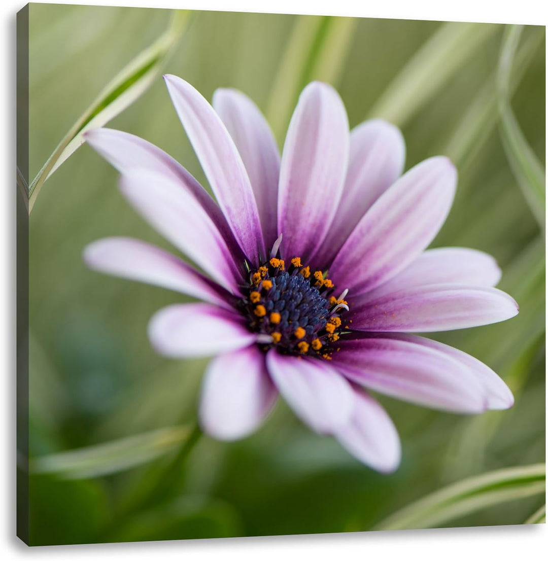 Pixxprint Blume in der Natur als Leinwandbild/Grösse: 70x70 cm/Wandbild/Kunstdruck/fertig bespannt,