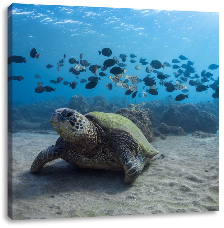 Pixxprint Ninja Turtles, Format: 70x70 auf Leinwand, XXL riesige Bilder fertig gerahmt mit Keilrahme