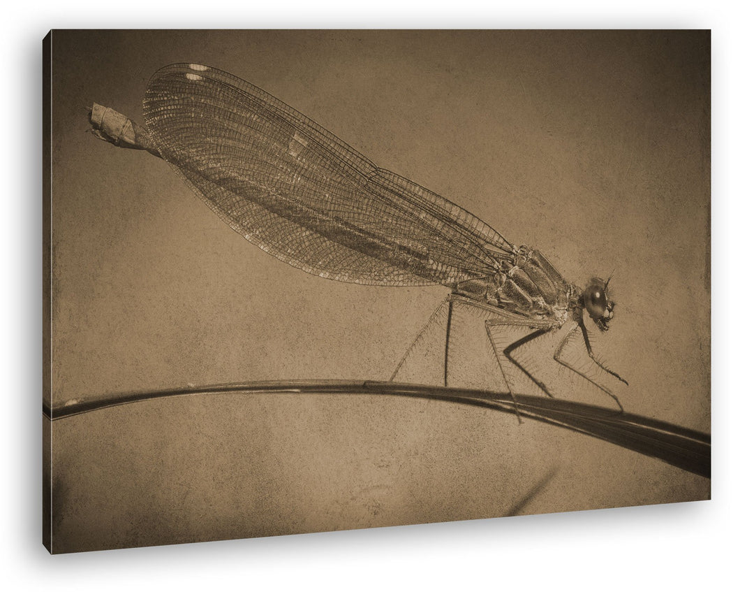deyoli exotische Libelle Format: 80x60 Effekt: Sepia als Leinwand, Motiv fertig gerahmt auf Echtholz