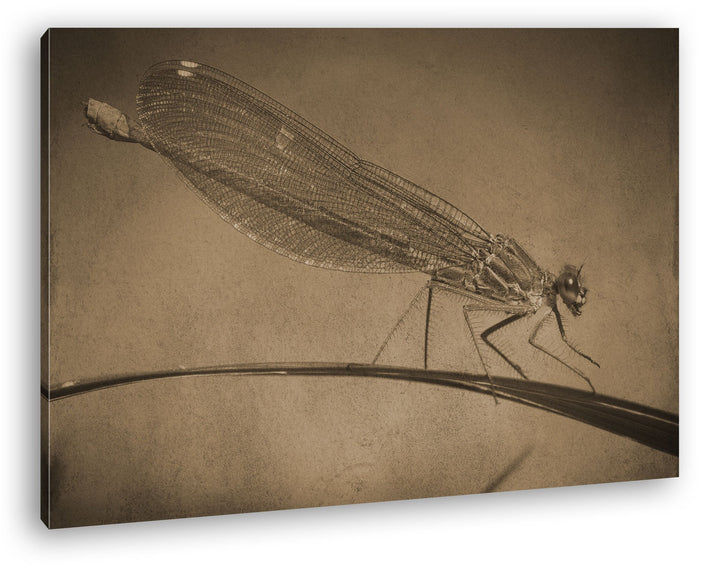 deyoli exotische Libelle Format: 80x60 Effekt: Sepia als Leinwand, Motiv fertig gerahmt auf Echtholz