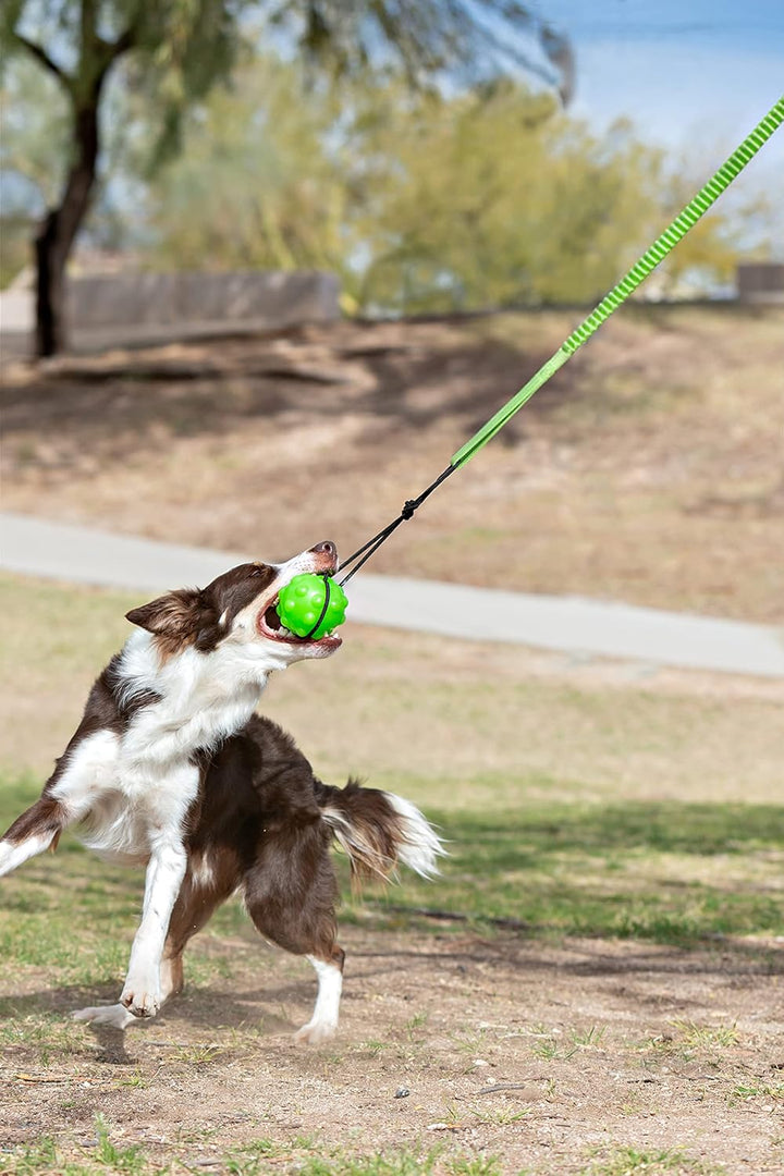 Jolly Pets Zugspielzeug für Hunde zum Befestigen am Baum, grün, Hund