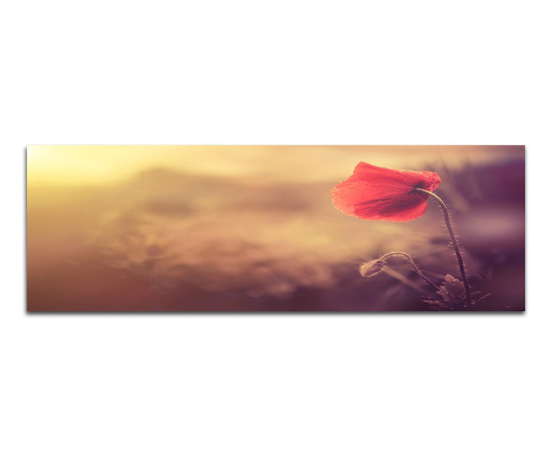 Paul Sinus Art Panoramabild auf Leinwand und Keilrahmen 150x50cm Mohnblume Sonnenlicht Natur Vintage
