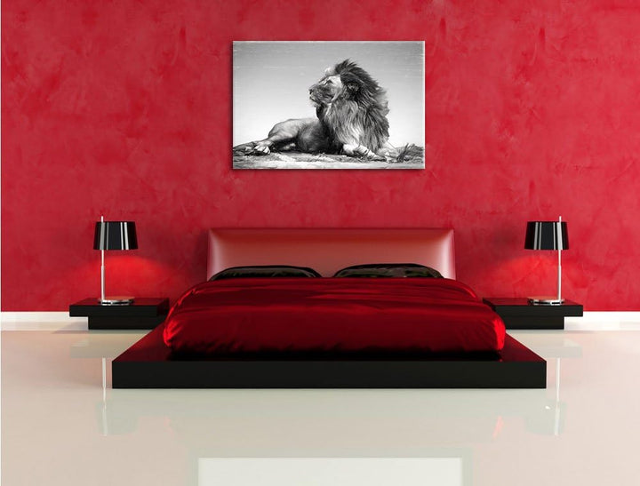 Pixxprint liegender Löwe als Leinwandbild/Grösse: 100x70 / Wandbild/Kunstdruck/fertig bespannt, 100x