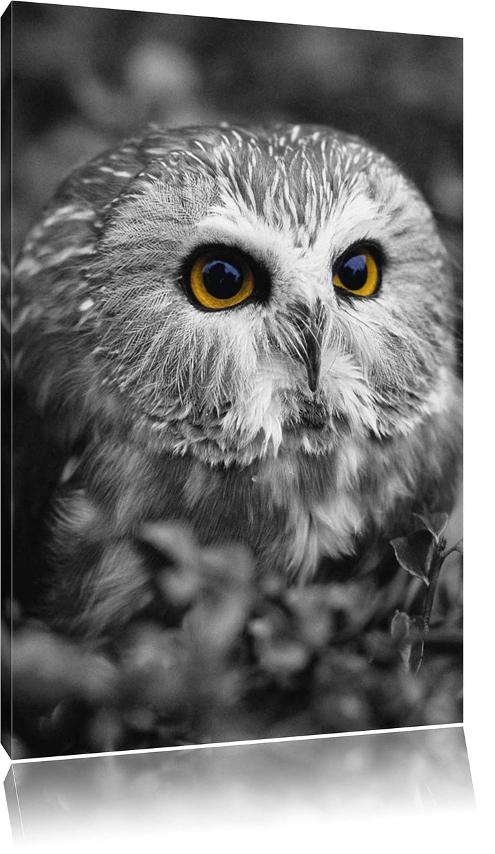 Pixxprint junger Kauz im Vogelbeerstrauch schwarz/weiss, Format: 80x120 auf hochkantiges Leinwand, 8