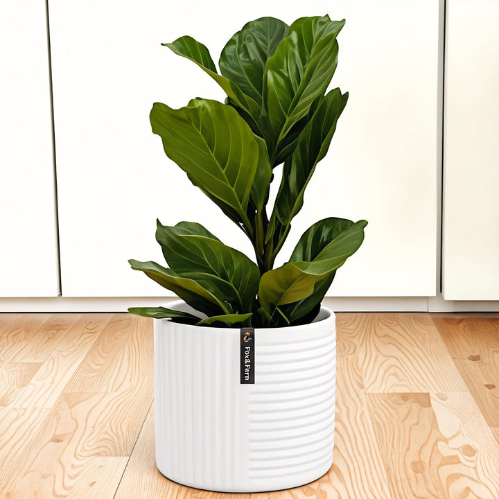 Fox&Fern Blumentopf L mit Linienstruktur - 27cm grosser Übertopf inklusive Wasserabfluss für Pflanze