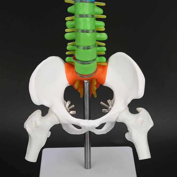 Wirbelsäulenmodell Anatomie, 17,7 Zoll, Becken inklusive