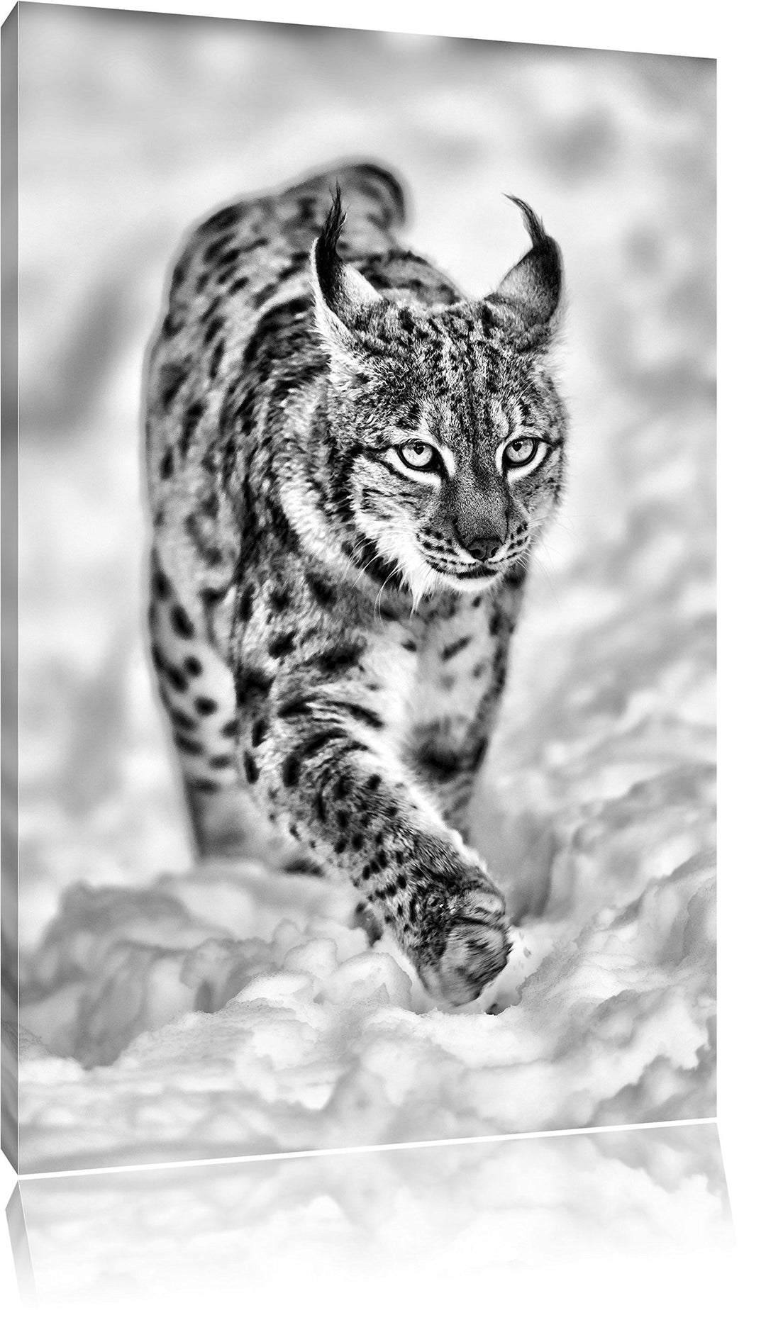 Pixxprint Luchs im Schnee als Leinwandbild/Grösse: 100x70 cm/Wandbild/Kunstdruck/fertig bespannt, 10