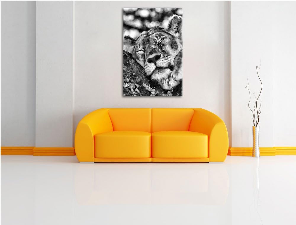 Pixxprint müde Löwin ruht auf Baum / 100x70cm Leinwandbild bespannt auf Holzrahmen/Wandbild Kunstdru