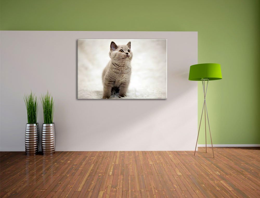 Pixxprint Niedliches Katzenbaby auf Teppich als Leinwandbild/Grösse: 100x70 cm/Wandbild/Kunstdruck/f