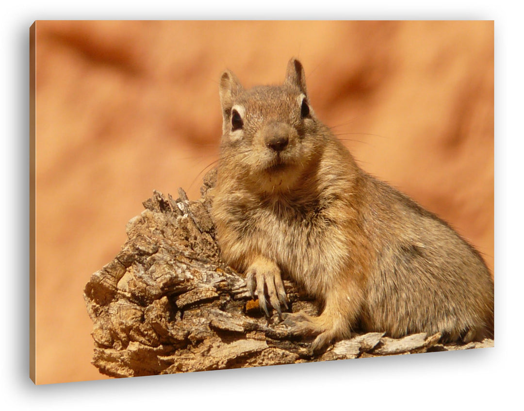 deyoli niedliches Gold Eichhörnchen Format: 80x60 als Leinwandbild, Motiv fertig gerahmt auf Echthol