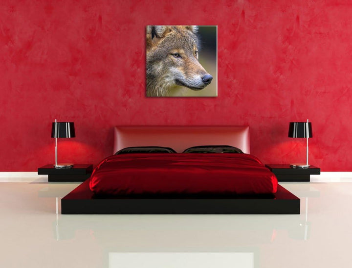 Pixxprint Porträt des europäischen Wolfes als Leinwandbild/Grösse: 70x70 cm/Wandbild/Kunstdruck/fert