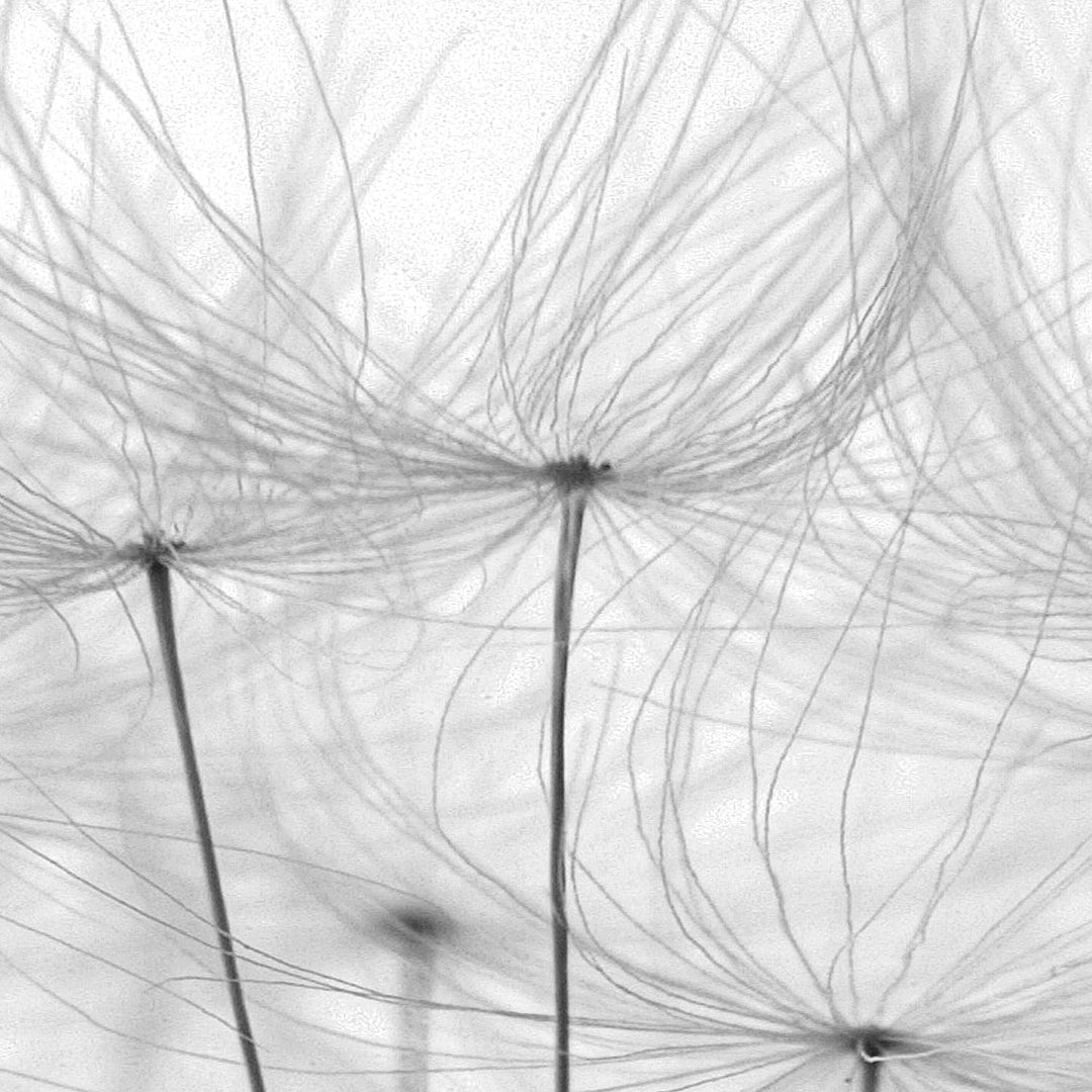 Runa Art Wandbilder Blumen Pusteblume 5 Teilig Bild auf Vlies Leinwand Deko Wohnzimmer Himmel Schwar