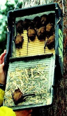 Schwegler Fledermaus- FLACHKASTEN 1 FF