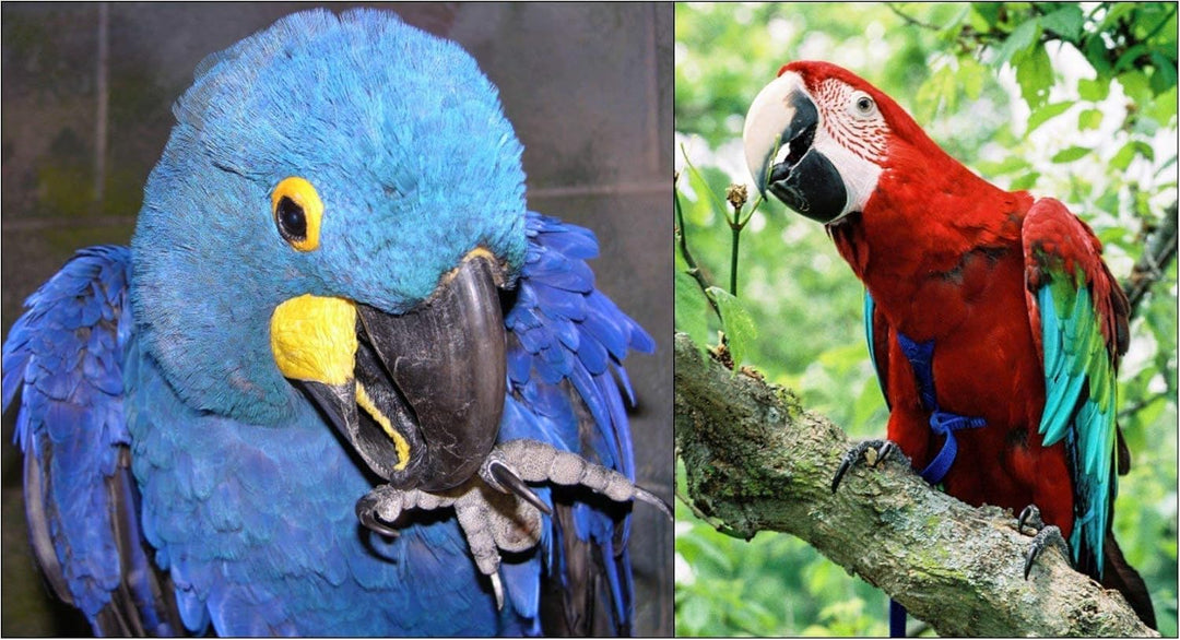 Das Aviator Vogel Geschirr: XX-Large Schwarzes, XX-Large Schwarzes