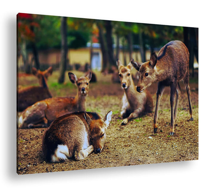 deyoli süsse Rehe im Wildgehege Format: 80x60 als Leinwand, Motiv fertig gerahmt auf Echtholzrahmen,
