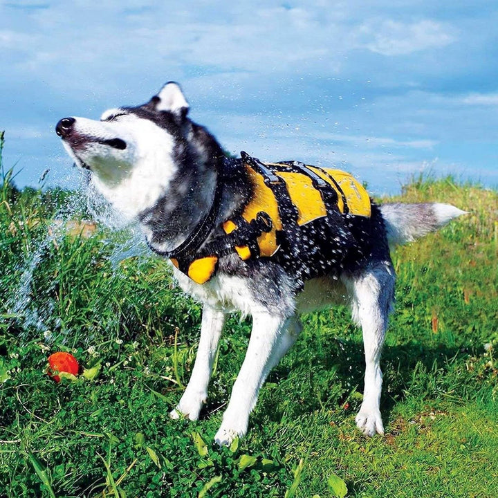 EzyDog Schwimmweste Hund - DFD Hundeschwimmweste - Schwimmwesten für für Kleine, Mittelgrosse und Gr
