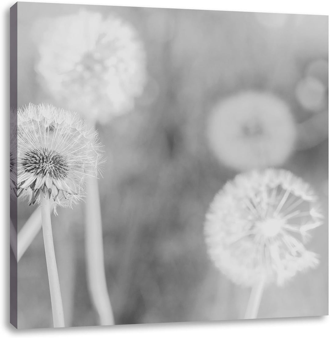 Pixxprint Romantische Pusteblumen Schwarz/Weiss, Format: 70x70 auf Leinwand, 70x70