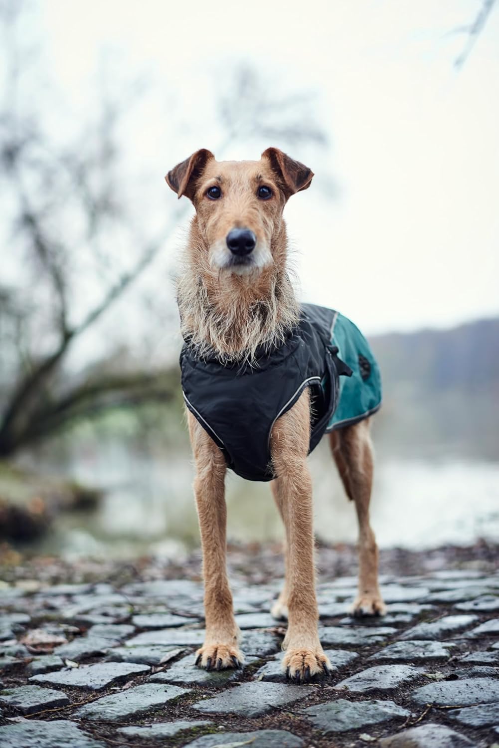 Hunter UPPSALA ALLROUNDER Hundemantel, 2-in1, herausknöpfbares Fleece-Futter, wasserabweisend, 55, a