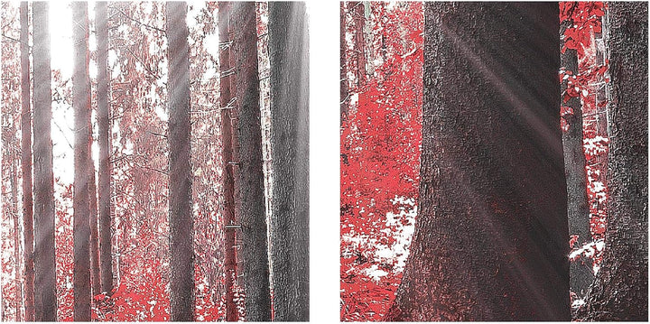 Runa Art Bild Schlafzimmer Wohnzimmer Wald Landschaft 5 Teilig Sonne Rot Wandbilder auf Vlies Leinwa