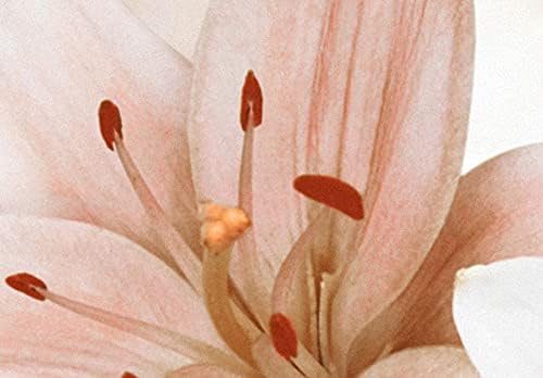 murando Acrylglasbild Blumen Lilien 100x50 cm 5 Teilig Wandbild auf Acryl Glas Bilder Kunstdruck Mod