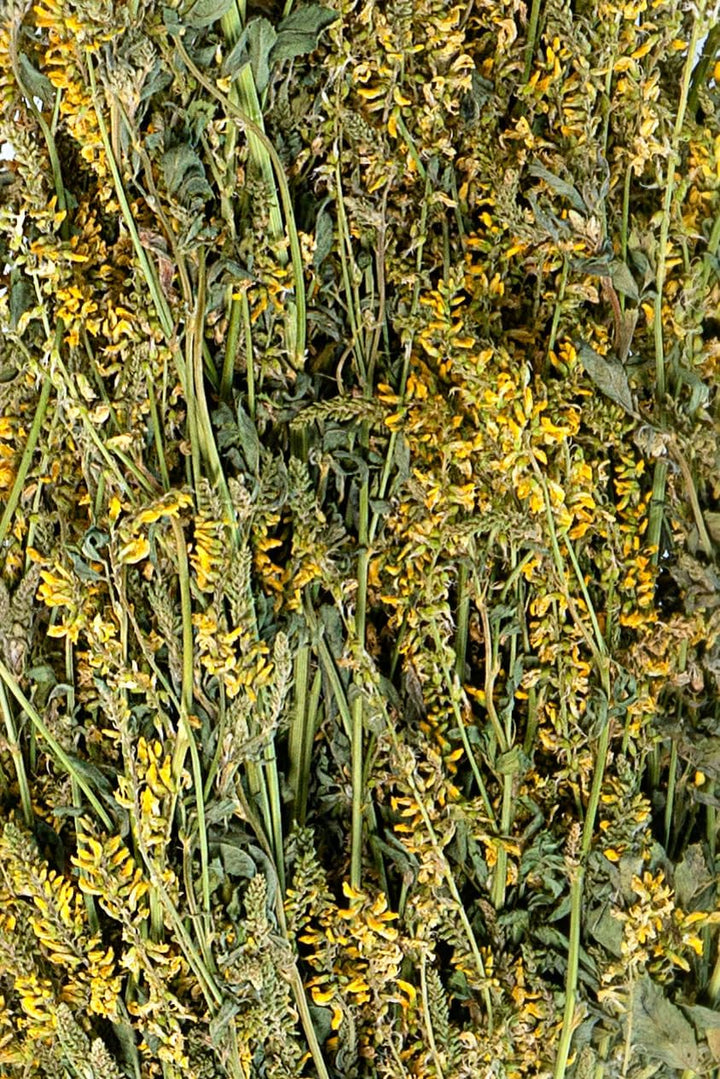 Steinklee im Bündel | Sweet clover |Melilotus| Донник (5), 5
