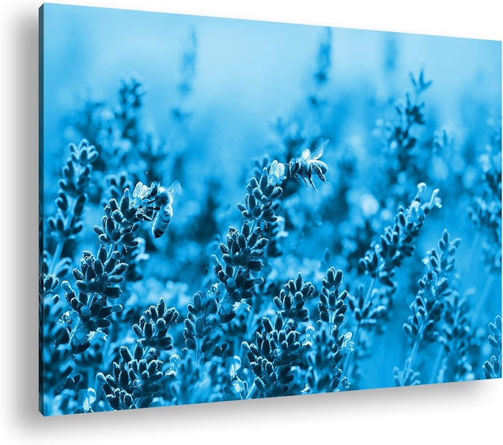 deyoli Bienen im blühenden Lavendel Format: 80x60 Effekt: Monocrome Blau als Leinwandbild, Motiv fer
