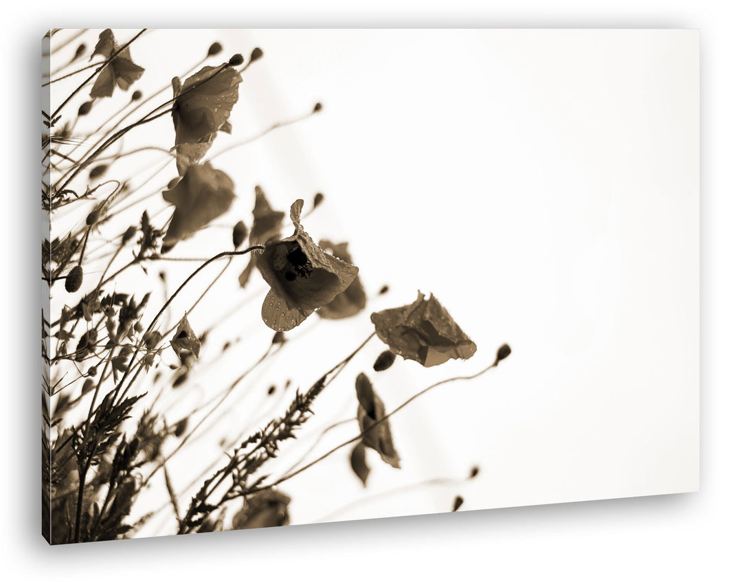 deyoli Roter Mohn Format: 80x60 Effekt: Sepia als Leinwand, Motiv fertig gerahmt auf Echtholzrahmen,