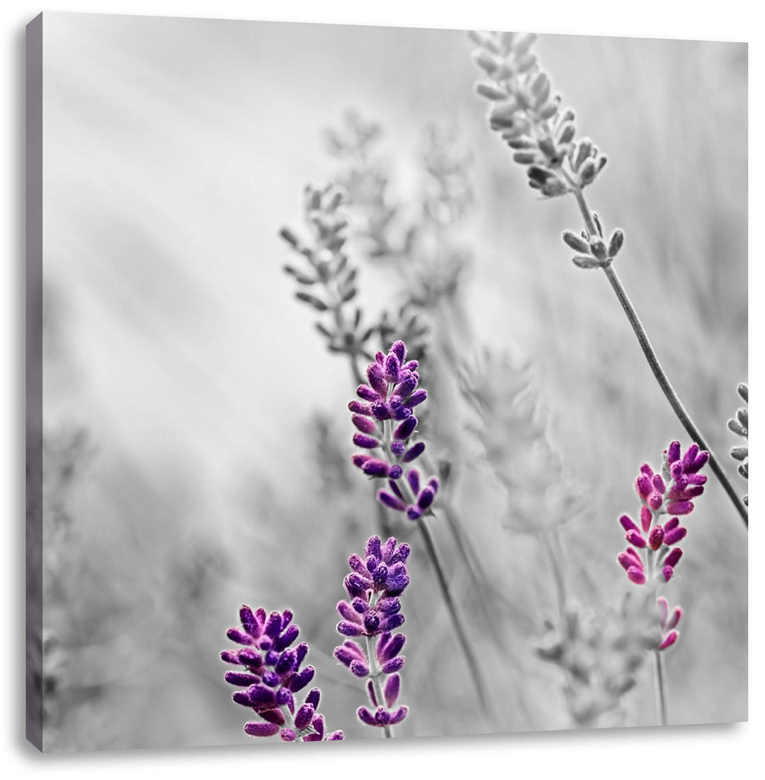 Pixxprint schöner Lavendel als Leinwandbild Quadratisch/Grösse: 70x70 / Wandbild/Kunstdruck/fertig b