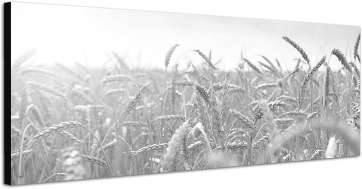 Paul Sinus Art Leinwandfoto als Panorama SCHWARZ/Weiss 150x50cm Kornfeld Herbst Sonnenstrahlen