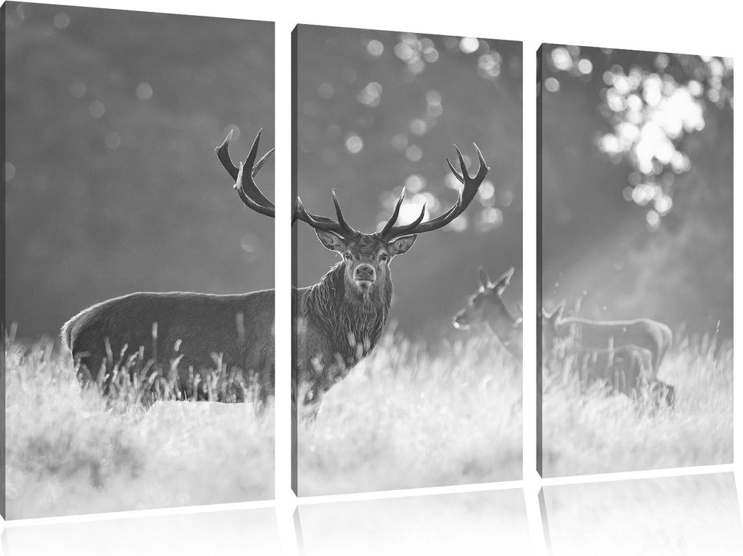 Pixxprint Rotwild im Morgenlicht als Leinwandbild/Grösse: 3Teilig (120x80) / Wandbild/Kunstdruck/fer