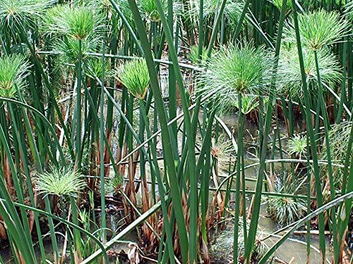 Papyrusblätter 50 Blatt Blanko Papyrus 30x20cm aus Ägypten für Schulen, Kunst-Unterricht Papyrusroll