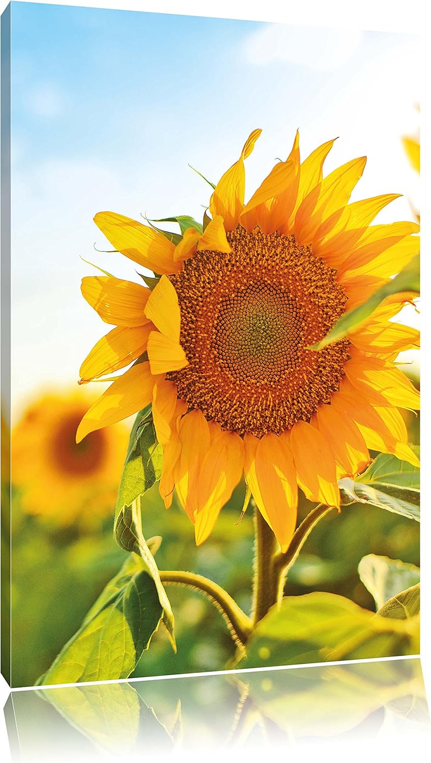 Pixxprint Sonnenblumenfeld SonnenblumeSonne als Leinwandbild/Grösse: 100x70 / Wandbild/Kunstdruck/fe