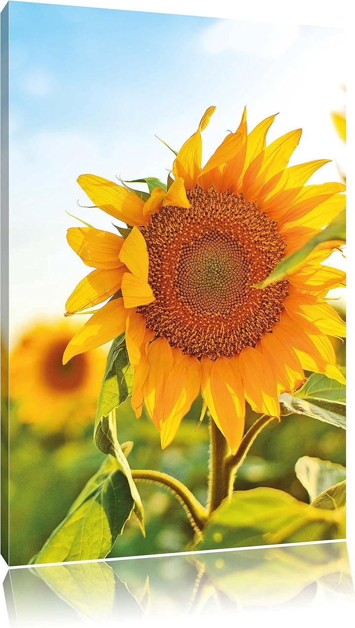 Pixxprint Sonnenblumenfeld SonnenblumeSonne als Leinwandbild/Grösse: 100x70 / Wandbild/Kunstdruck/fe