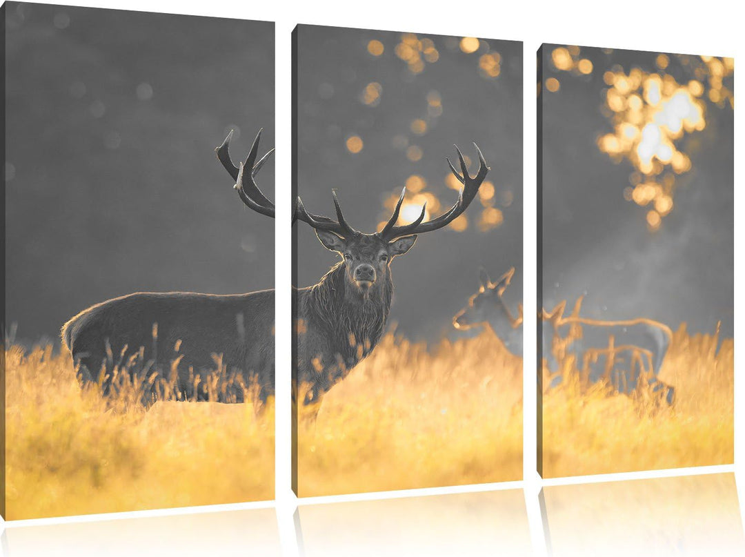 Pixxprint Rotwild im goldenen Morgenlicht als Leinwandbild/Grösse: 3 Teilig (120x80 cm) cm/Wandbild/
