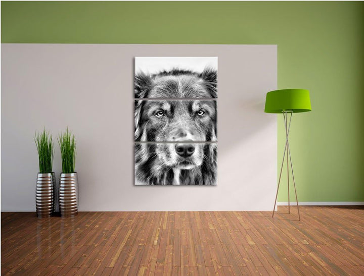 Monocrome, Australien Shepherd Mischling 3-Teiler Leinwandbild 120x80 Bild auf Leinwand