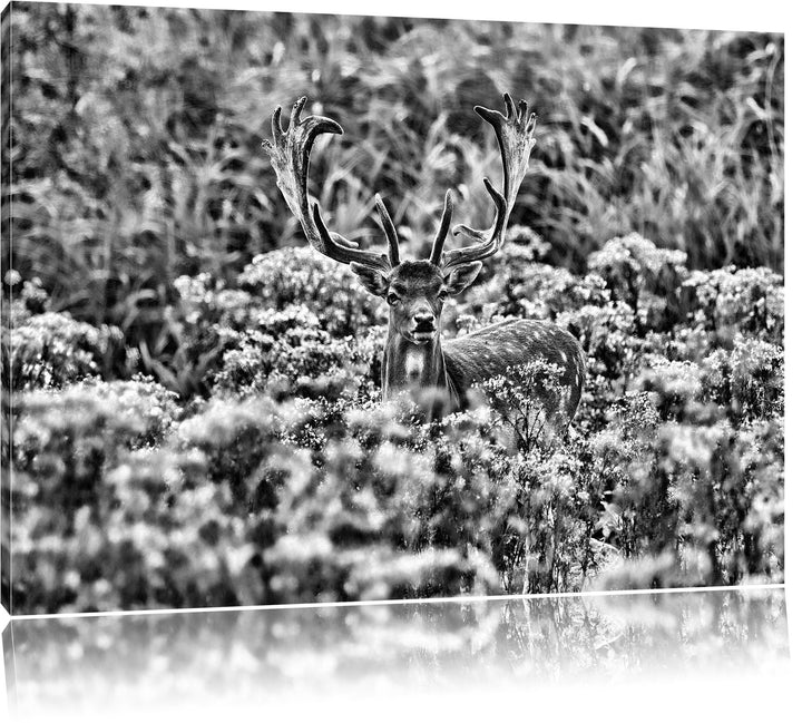 Pixxprint Hirschbock auf Wildwiese / 100x70cm Leinwandbild bespannt auf Holzrahmen/Wandbild Kunstdru