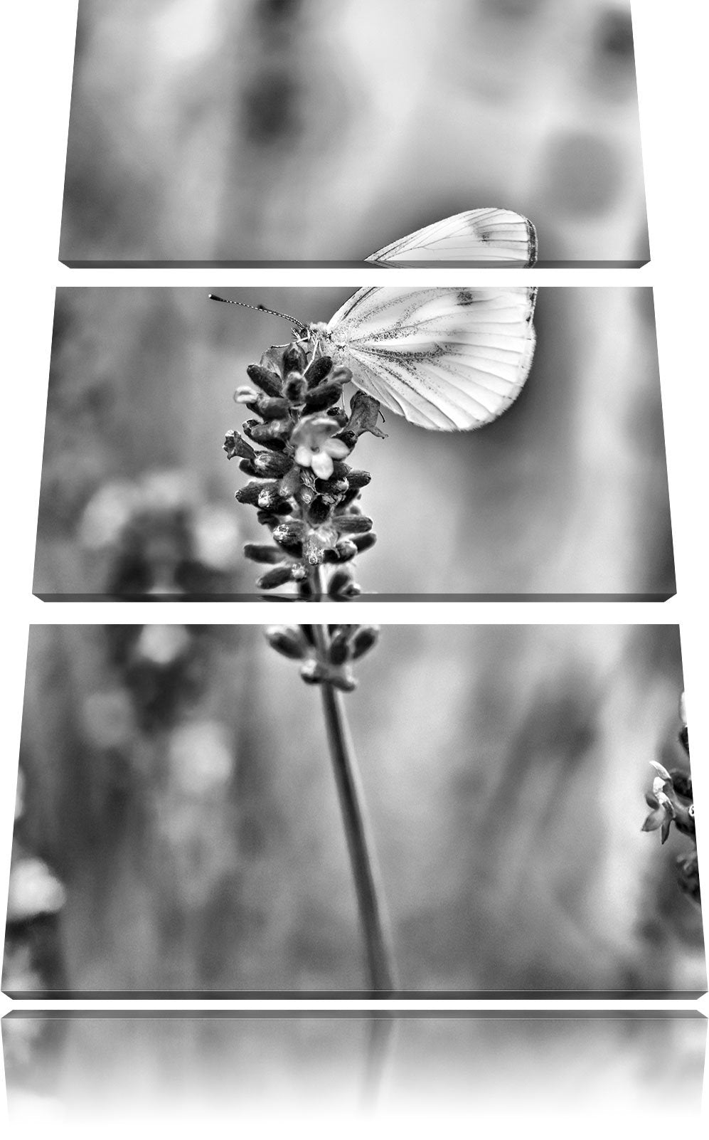 Pixxprint Schmetterling auf Lavendel als Leinwandbild/Grösse: 3 Teilig (120x80) cm/Wandbild/Kunstdru