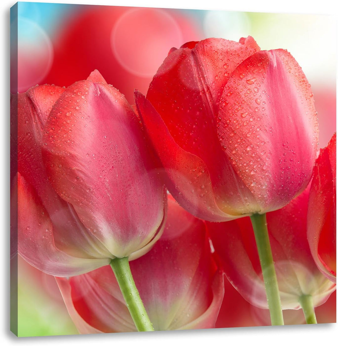 Pixxprint Rote Tulpen, Format: 70x70 auf Leinwand, XXL riesige Bilder fertig gerahmt mit Keilrahmen,