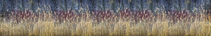 DIMEX Küchenrückwand Folie selbstklebend Winterschilf | Klebefolie - Dekofolie - Spritzschutz für Kü