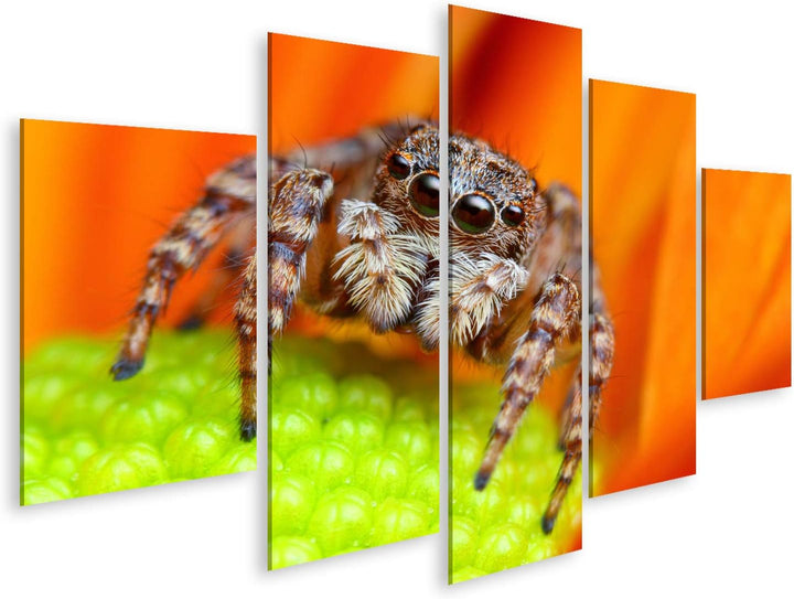 islandburner Bild auf Leinwand Springende Spinne Blume Bilder Wandbilder Poster Leinwand 170x80cm -