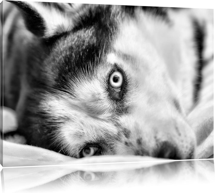 Pixxprint Husky mit Eisblauen Augen im Bett / 100x70cm Leinwandbild bespannt auf Holzrahmen/Wandbild