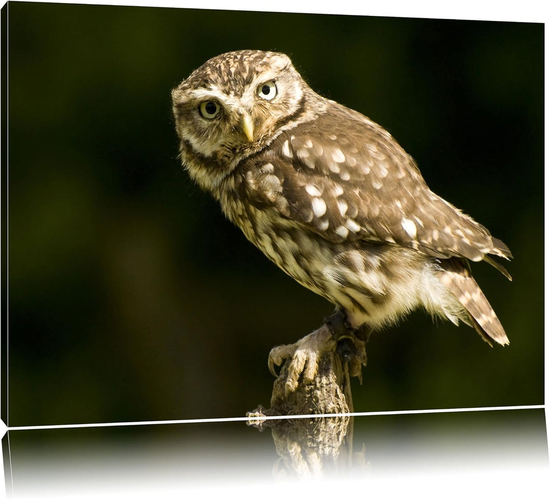 Pixxprint kleine Eule, Format: 100x70 auf Leinwand, XXL riesige Bilder fertig gerahmt mit Keilrahmen