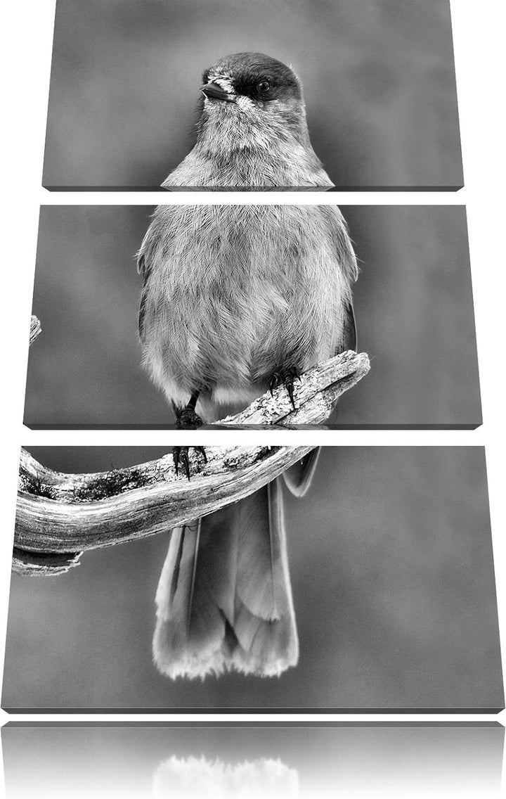 Pixxprint Monocrome, Kleiner Vogel auf AST 3-Teiler Leinwandbild 120x80 Bild auf Leinwand