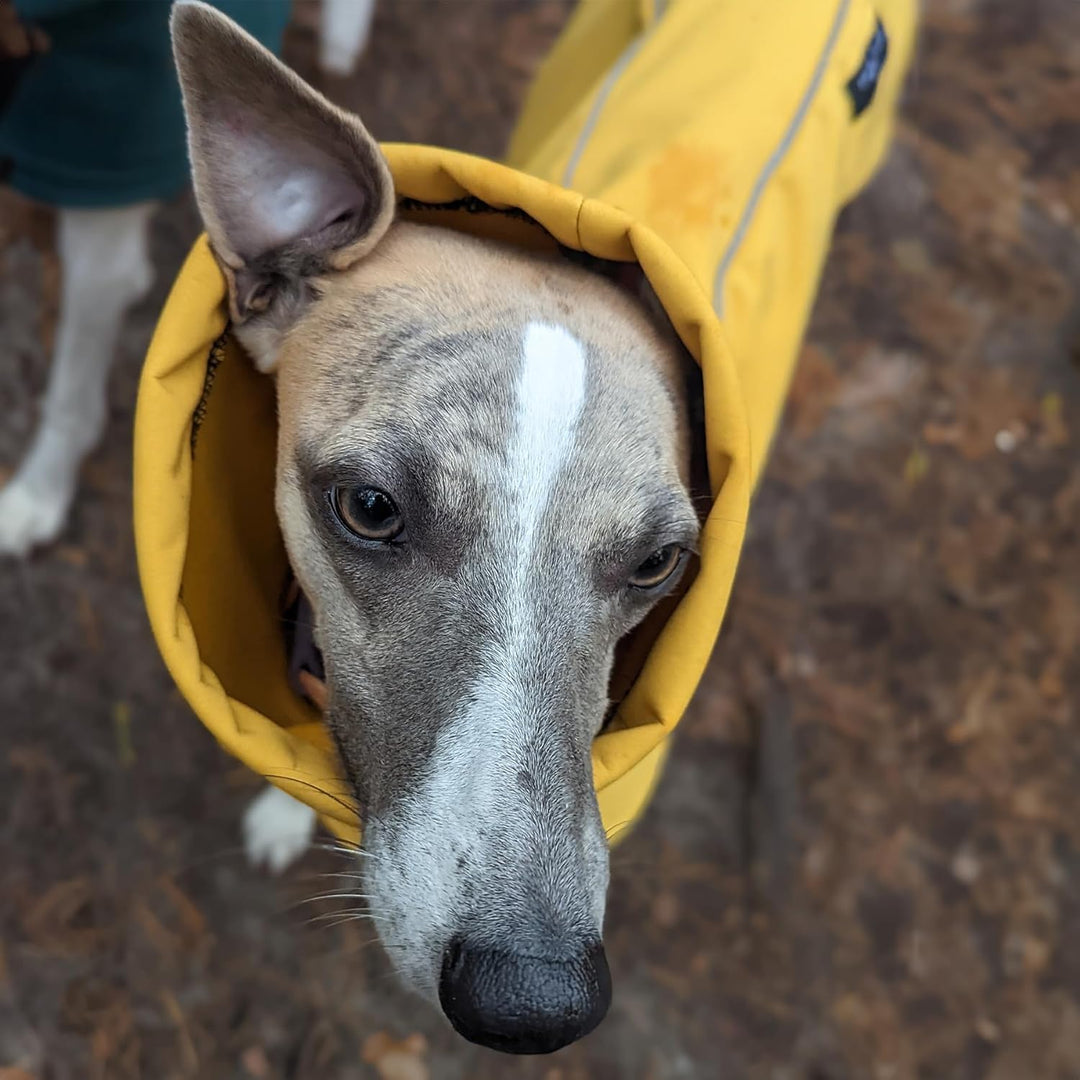 EDEL&SCHNELL Hunderegenjacke reflektierend, Hunderegenmantel aus robustem Softshell, Regenjacke für