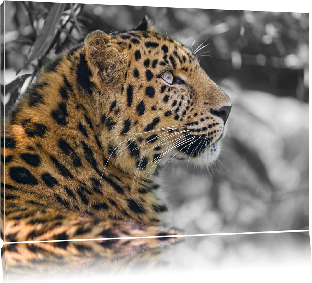 stolzer Leopard ruht im Schatten schwarz/weiss auf Leinwand, XXL riesige Bilder fertig gerahmt mit K