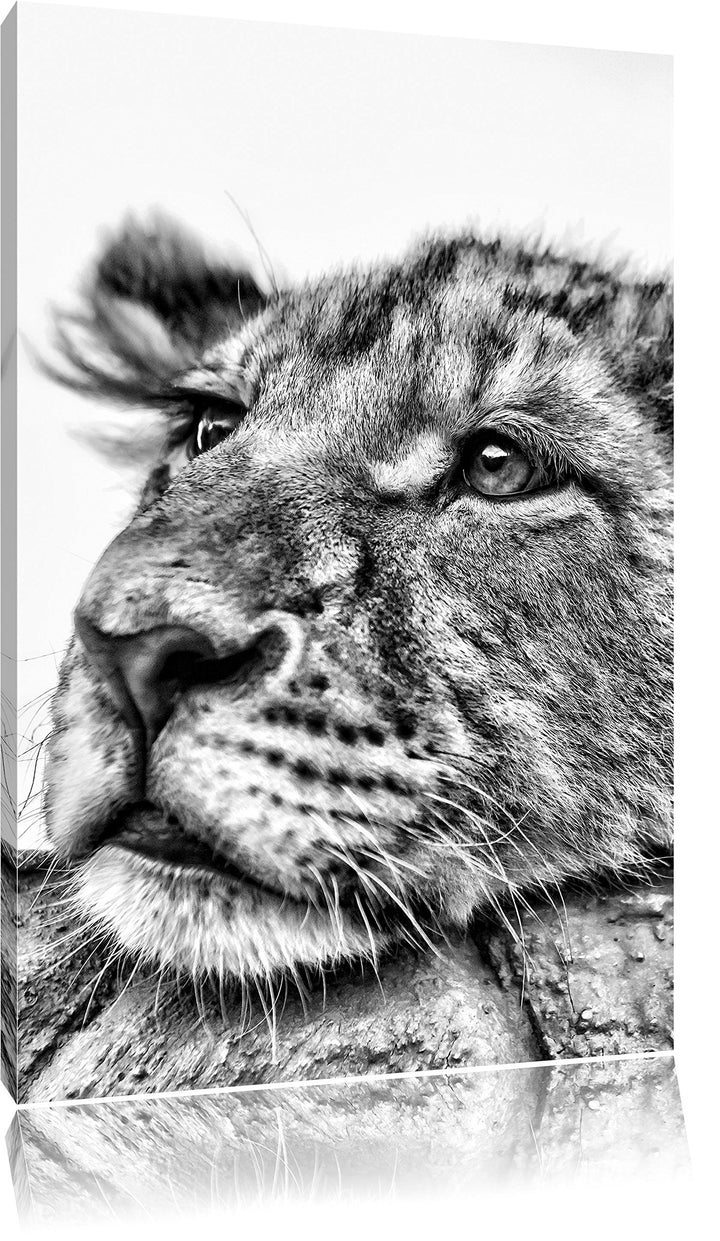 Pixxprint junger Löwe schläft als Leinwandbild/Grösse: 100x70 / Wandbild/Kunstdruck/fertig bespannt,