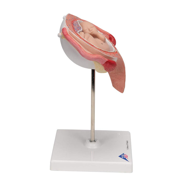 3B Scientific Menschliche Anatomie - Fetus, 5. Monat, Rückenlage + kostenlose Anatomie App - 3B Smar