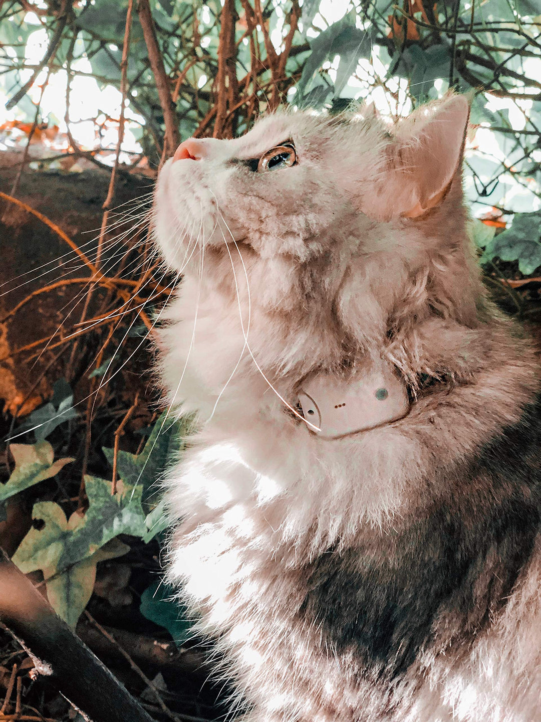 Girafus Katze Hund pro-Track-Tor Tracker Peilsender Ortung und Sucher//Mini RF-Tracker (8g mit Batte